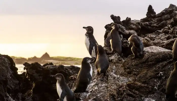 Галапагосский пингвин: Самый северный пингвин живёт в условиях невыносимой жары. Как птица, привыкшая к холоду, приспособилась к пеклу?