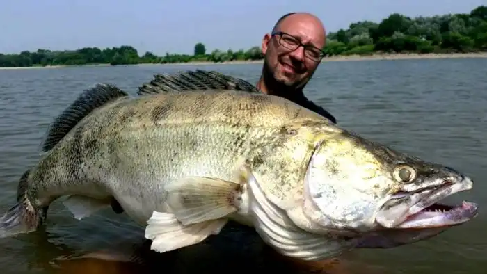 Судак: Пасть пираньи, но глотка подкачала. Как живёт крупнейший представитель окуневых?