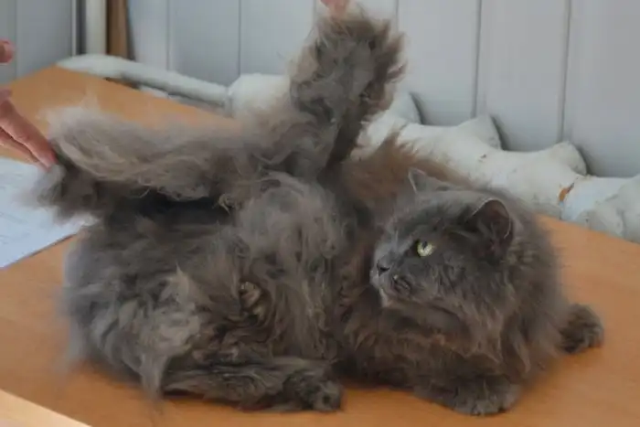 Крылатые кошки. Неужели они существуют?