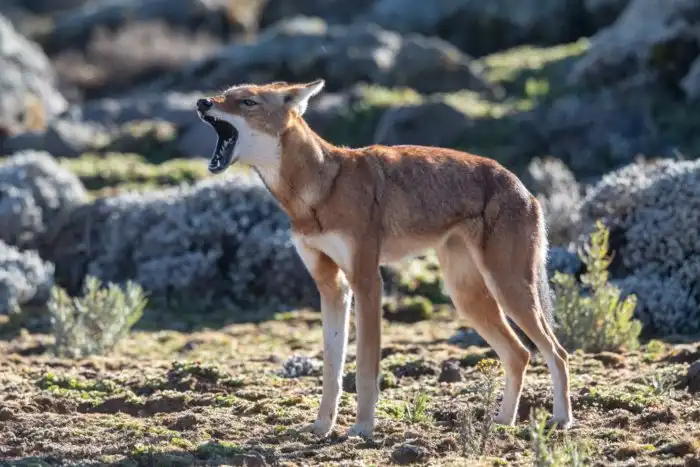 Эфиопский волк: Один из редчайших волков в мире. И всё потому, что он большой привереда! Всегда ест одних и тех же грызунов