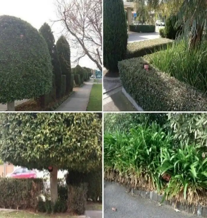 Мастера скрытности и камуфляжа