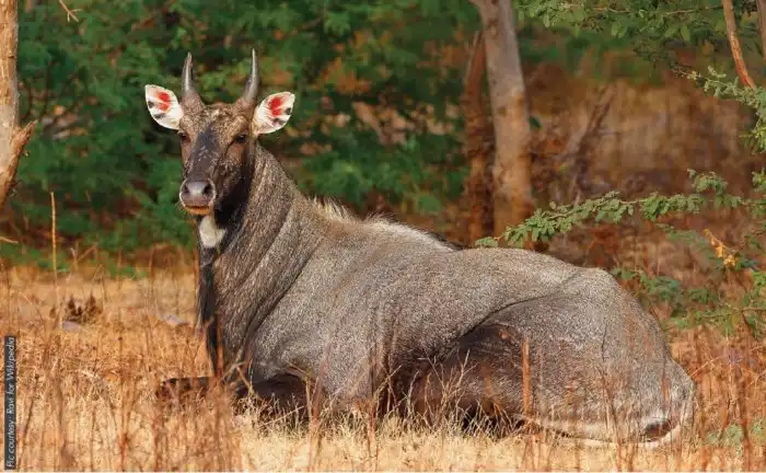 Нильгау: Антилопы размером с корову объедаются маком и идут крушить фермы. А сделать ничего нельзя, ведь это священные животные!