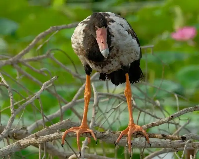Полулапчатый гусь: Мама, папа и ещё одна мама. В Австралии даже гуси поражают странными повадками