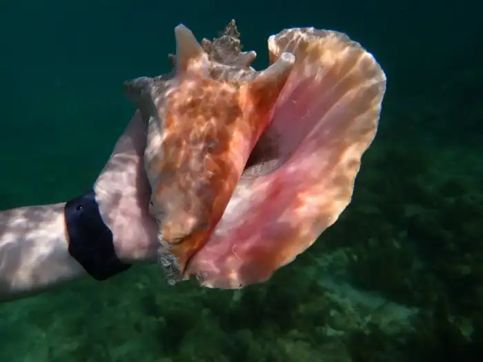 Королевский стромбус: Улитка с устрашающим крюком на «ноге» создаёт жемчужины уникального качества