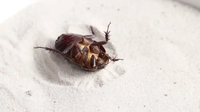 Черепашка Соссюра: Бронированный таракан из пустынь юга России. А если его потревожить, будет газовая атака!