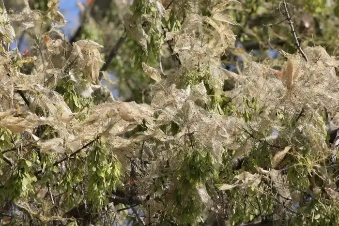 Отели для насекомых: Звучит бредово, но на деле это гениальный способ спасти экологию города или участок от вредителей