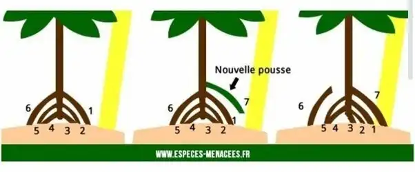 Шагающие пальмы в тропических лесах Южной Америки. Действительно ли они могут ходить?