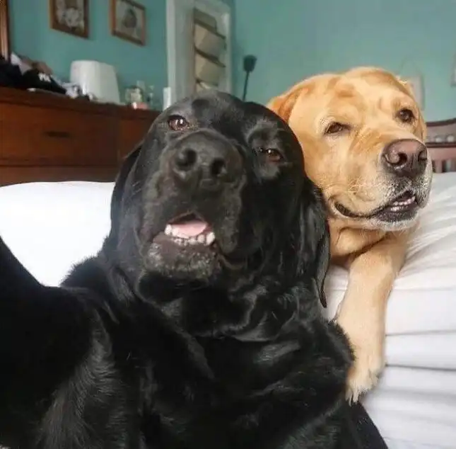 30 кадров с животными для поднятия настроения