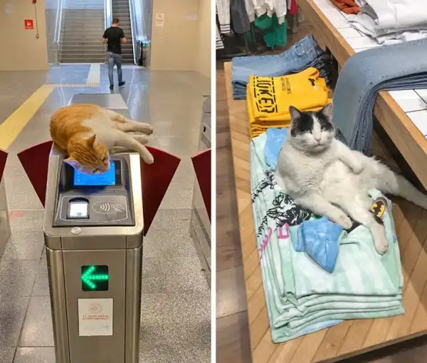 Интересные мелочи жизни в Турции