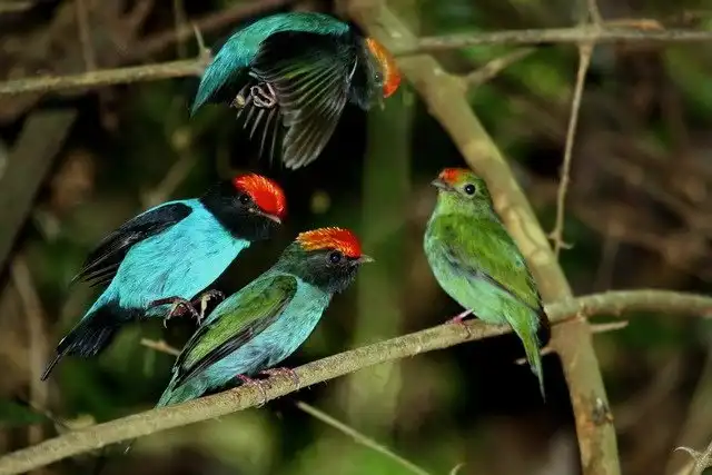 Ласточкохвостый красноногий манакин: Всю жизнь самцы учатся лучше танцевать. Для этого они даже собирают «театральные труппы»!
