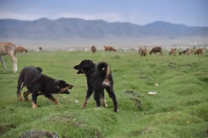 Хотошо: Как буддизм в обществе изменил характер собак? Особенности бурятской аборигенной породы