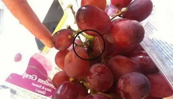 Выплюньте это немедленно: неожиданные находки в обычной еде