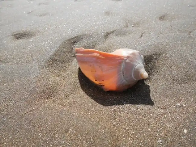 Аделомелон бразильский: Тысячи «водяных бомбочек» выбрасывает на побережья. Внутри этих бомбочек улитки. Что же это?