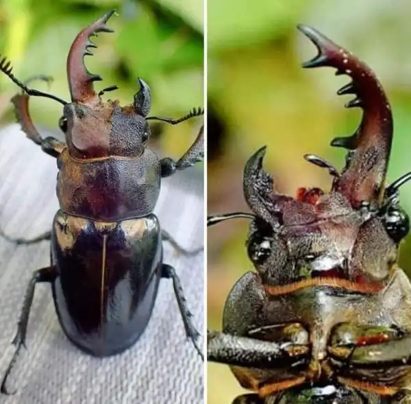 Подборка интересных мутаций в мире природы