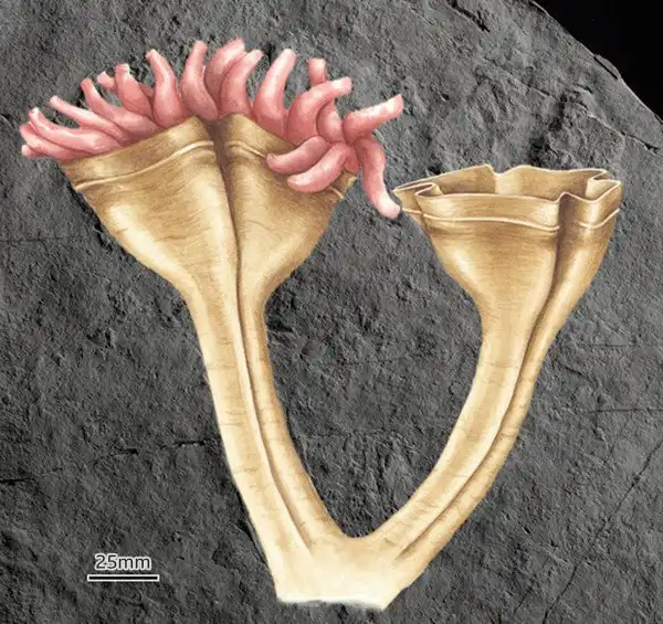 Как выглядел первый хищник и когда он появился