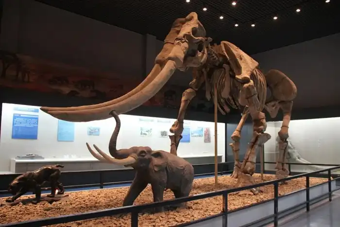 Сицилийский карликовый слон: Был настолько маленький, что его гоняли даже лебеди. А ещё, вероятно, он стал виновником мифа о циклопе