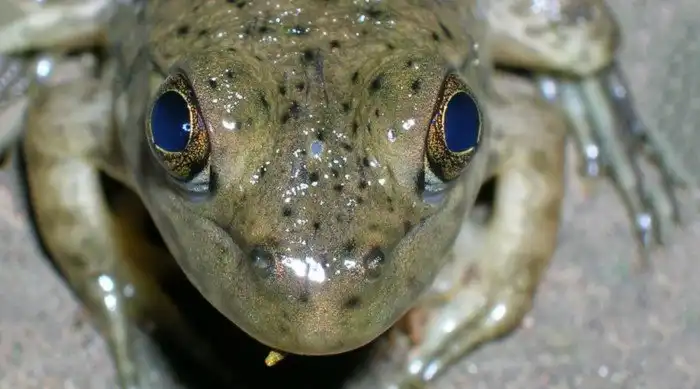 Необычные комбинации органов у животных: Одним нужно 5 глаз, другим всего 1 лёгкое, а третьим по 300 почек!