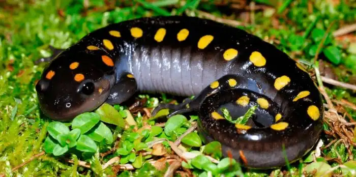 Желтопятнистая амбистома: Одноклеточные водоросли вступили в симбиоз с амфибией, и теперь эта саламандра способна к фотосинтезу!