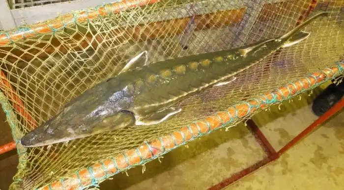 Сахалинский осётр: Вымирает, но не сдаётся. Эта рыба проделывает восхождение по горной реке длиной в 70 километров, чтобы продолжить род!