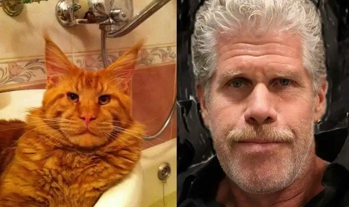 35 лучших бюджетных версий знаменитостей