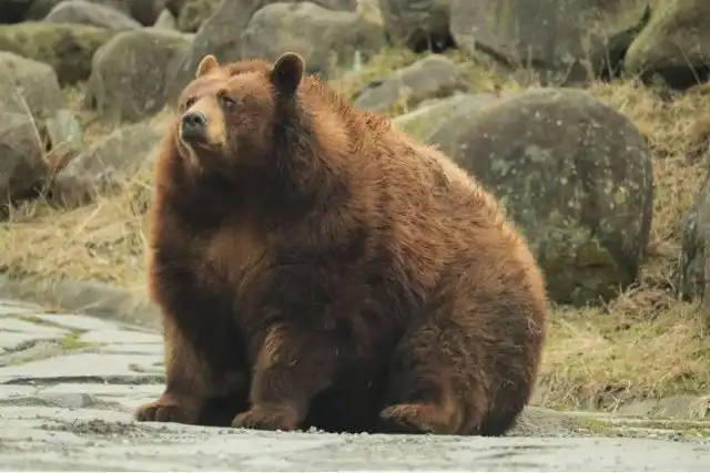 На Аляске выбирают самого толстого медведя