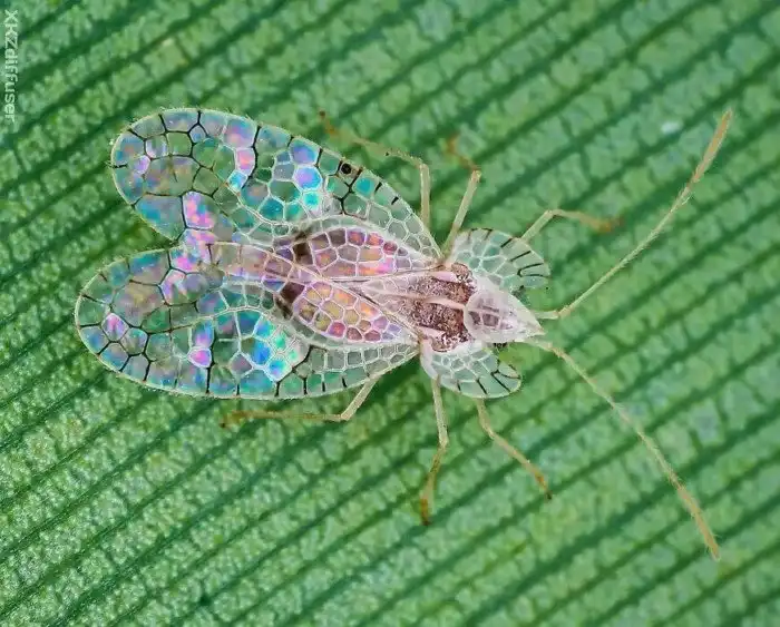 Кружевницы: Аристократы от мира насекомых. Одни из самых красивых жуков — древние клопы, что существуют уже 125 млн лет