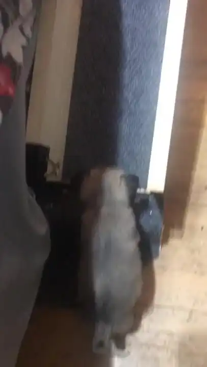 Пандус ведущий в кровать, чтобы рядом с хозяином спать