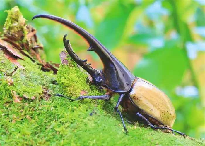 Жук-геркулес: История о превращении человека в одного из крупнейших в мире жуков
