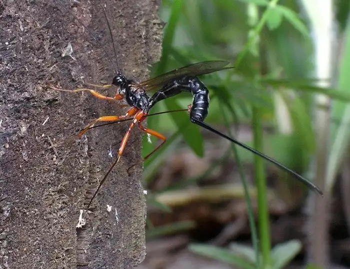 Гиперпаразитизм: Паразиты паразитов в паразитах! Безумие? Нет, без таких «матрёшек» экосистема не сможет функционировать