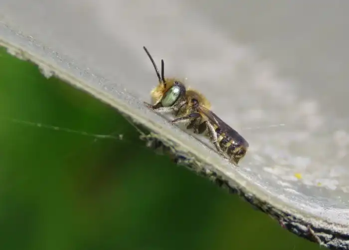 Люцерновая пчела-листорез: Отказалась от общественного строя, перестала делать мёд и строит домики из листьев, похожие на самокрутки
