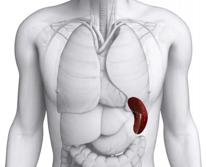 Откуда у людей берутся добавочные селезёнки и почему это происходит?