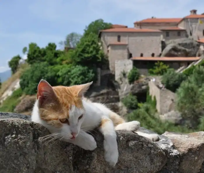 Эгейская кошка: Эти полудикие коты эволюционировали у моря. Они обожают воду и умеют рыбачить!