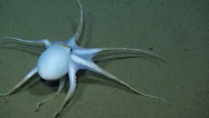 Вулканоктопус гидротермальный: Он живёт в токсичном кипятке чёрных курильщиков на огромной глубине. Загадочный хищный осьминог