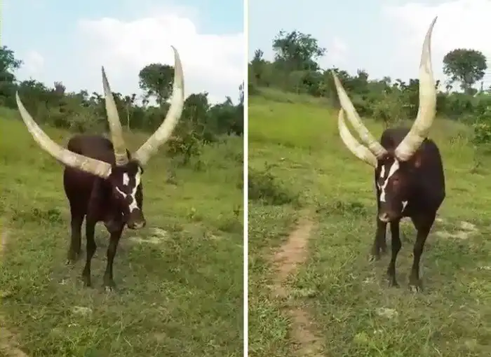 17 примеров того, что в мире ещё много диковинок