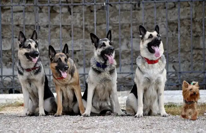 Восточноевропейская овчарка: Их противостояние с немецкими овчарками длится вот уже 50 лет! Разбираем запутанную историю советской породы