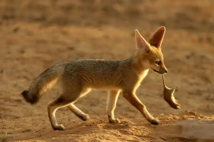 Южноафриканская лисица: Чтобы выжить в суровых пустошах Африки, этот зверь научился дружить! Необычная кооперация лисы и хорька