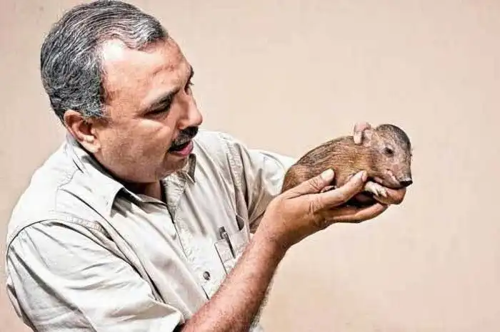 Карликовая свинья: Самая маленькая свинья на планете. Весит 5 кило, строит «гнёзда» и живёт в саловых лесах. Их осталось всего 250 особей!