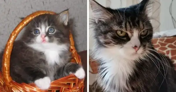 Милые котята, которые превратились в солидных котофеев