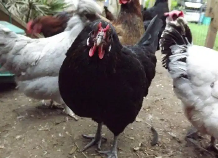 Ла флеш: Адская курочка из Франции. Чем так хороши «рогатые» птицы, что их выращивают с 15 века?