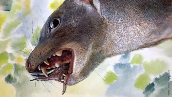 Маллеодект: Улиткопожиратель из Австралии. Уникальный зверь, превративший свои зубы в молоты