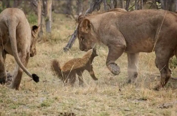 Терминатор-пофигист. 10 интересных фактов про медоеда