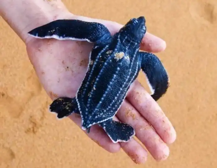 Пасть - воронка из фильма ужасов. 5 интересных фактов о кожистой черепахе