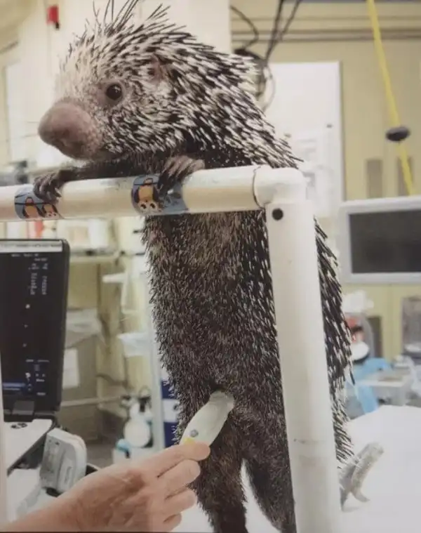 Как выглядят рабочие будни ветеринаров