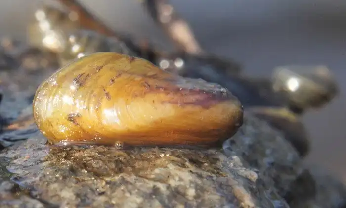 Золотая мидия: Атака моллюсков. Они заполоняют коммуникации, коллекторы и ГЭС по всему миру!