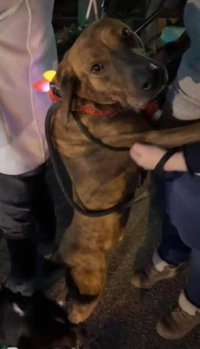 30 тёплых и пушистых комков неподдельного счастья