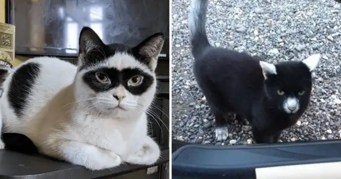 16 котиков с забавными окрасами