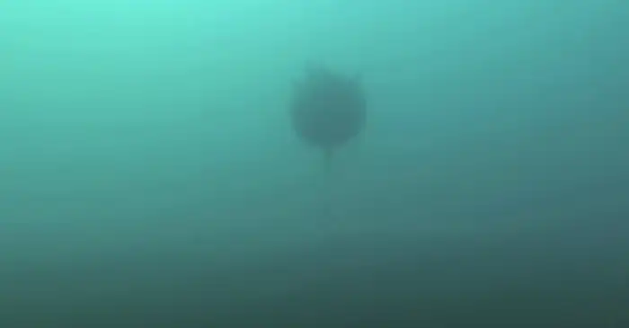 Жуткие фотографии океана, после которых никогда не захочется покидать сушу