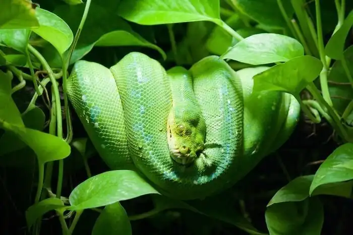 25 занимательных фактов о змеях