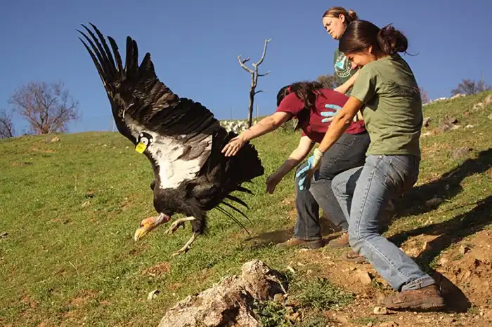 Партеногенез у калифорнийского кондора: Этой птице не нужно думать о паре на 14 февраля. Она научилась делать детей сама с собой!