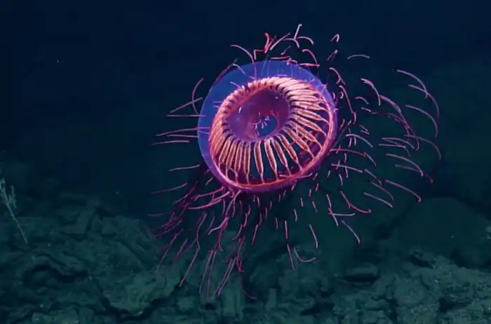 Медузы, которые выглядят как нечто странное и невероятное